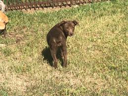 They are 6 weeks old and ready for t. Hangin Tree Cowdogs For Sale Diamond J Stockdogs Jason Terrell Granbury Tx Cowdogs