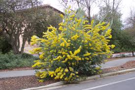 Image result for Acacia