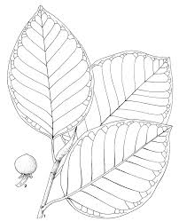 Image result for Ficus trichopoda