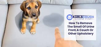 Remove The Smell Of Urine From A Couch