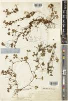 Image result for Marsilea burchellii