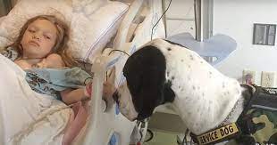 Service dog gives all for little girl so family thanks him with 'best day  ever'
