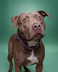 Cash has arrived in his foster home. Cash's foster mom sent us this photo  of Cash and his new crew! Isn't this the cutest ever?!? ❤🐾❤