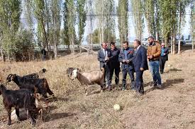 Bu yönüyle damascus (şam) keçileri, hem sütçü, hemde etçi, çift yönlü verimli (kombine) keçi ırkıdır. Ilimizde Halep Kecisi Yetistiriciligi Yayginlasiyor