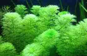 Image result for Limnophila crassifolia