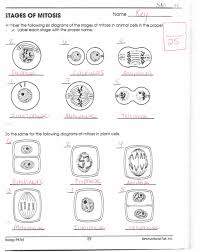 Questions on cell division often ask for differences between mitosis and meiosis. Pin On Worksheets