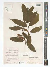 Image result for Motandra