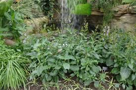 Image result for Brillantaisia pubescens