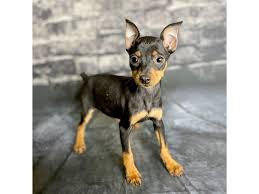 Image result for miniature pinscher