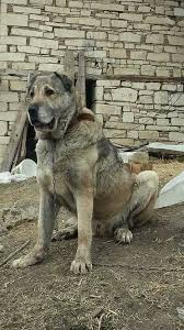 denizli kangal ve devasa kopekler home facebook