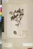 Image result for Usteria guineensis