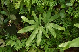 Image result for Lygodiaceae