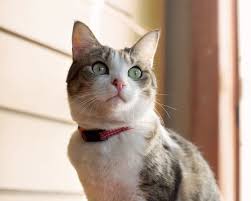 Affordable pet vet clinic is a full service veterinary clinic for small animals such as dogs and cats. Dog Cat Medical Boarding Tracy Vet