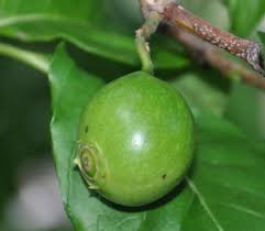 Image result for Vangueria