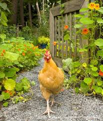 Pin Von Regina Fuchs Auf Tiere Huhner Und Hahne Huhner Im Garten Und Huhnergarten