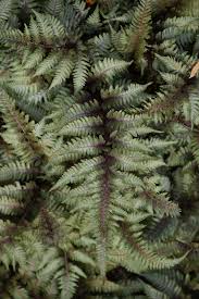 A new, easy way to get landscaping in seneca. Japanese Painted Fern Athyrium Nipponicum Pictum In Fayetteville Springdale Rogers Bentonville Ar Arkansas Ar At Westwood Gardens