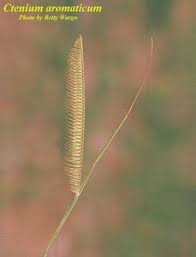 Image result for Ctenium