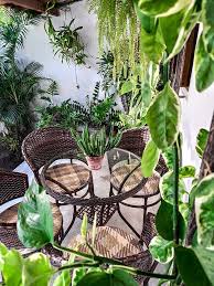 Estéticamente disponemos de una gran variedad de bellas hojas y necesitan ser pulverizadas con agua a menudo muchas de ellas. Plantas De Interior Y De Exterior Que Necesitan Poca Agua Foto 1