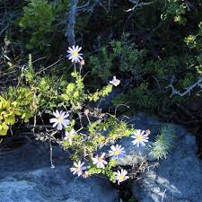 Image result for Felicia aethiopica