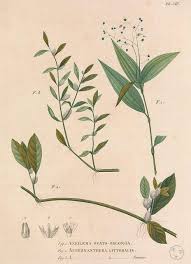 Image result for Aneilema umbrosum