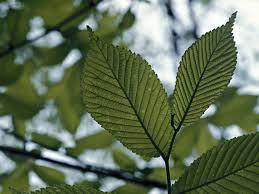 Edward julius berwind of philadelphia and new york. 10 Elm Species You Should Know About