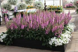 Digitalis purpurea 'camelot' an annual foxglove that can be sown early in the year and flower in the first year. Two Standout Digitalis Foxglove From California Spring Trials 2019 Greenhouse Grower