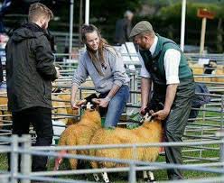 We did not find results for: December Fur News The Truth About Sheep Fur And Farmers Speaking Up