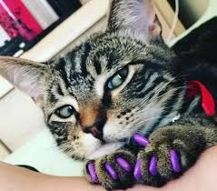 Although a cat's ingrown claw is much different from your ingrown toenail, it. Is There A Safe And Humane Way Of Cutting Cats Claws Quora