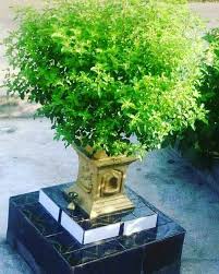 Good Goodmorning Temple Hindu India Indian Great Wow Awesome Cool Tirumalahills Www Tirumalahills Pooja Room Door Design Pooja Room Design Tulsi Pot