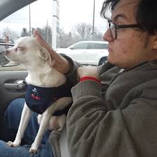 Adorable chiapom puppy named Lola