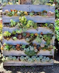 Fairyblooms Pallet Up Cycled Right Gibbiflora All For Gardening In 2020 Succulent Garden Design Succulent Wall Garden Vertical Succulent Gardens