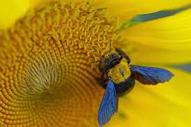 Carpenter bee indentification and signs, carpenter bee holes. How To Stop Carpenter Bees From Destroying Your Wood Structures