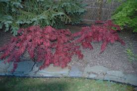 Maybe you would like to learn more about one of these? Acer Palmatum Whitman Farms Page 15