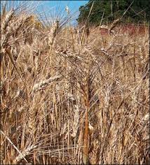 8:30 aae video productions recommended for you. Impact And Consequences Of Early Agriculture Facts And Details
