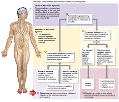 Human body nervous system nervous system diagram nervous system anatomy peripheral nervous system. Icse Solutions For Class 10 Biology The Nervous System And Sense Organs A Plus Topper