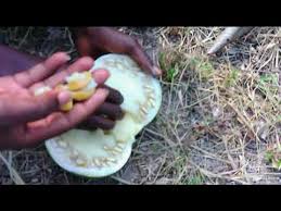 Image result for Picralima nitida