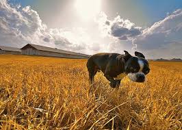 I Like That This Image Is On A Farm With A Dog This Image Uses A Wide Angle Lens With A Natural Light Source Terrier Boston Terrier Boston Terrier Dog