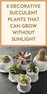 Furthermore, make sure the plant receives light for a good portion of the day. 8 Decorative Succulent Plants That Can Grow Without Sunlight Gardening Sun Planting Succulents Plants Succulents