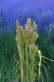 Image result for Andropogon canaliculatus