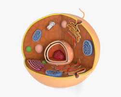 Realistic high quality 3d models of cell structure from the doctor:). Plant Cell 3d Model Life And Leisure On Hum3d