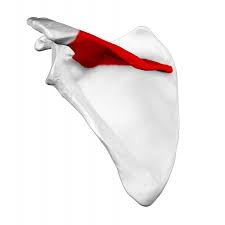 Human anatomy for muscle, reproductive, and skeleton. Spine Of Scapula Wikipedia