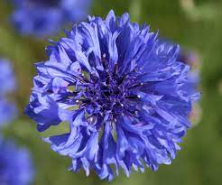 Salvia leucantha purple glow rich purple flowers 60cm bushy new selection. Cornflower Dwarf Blue Cornfblu Awapuni Nurseries New Zealand