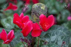 Although generally hardy to zone 5, 'adonis blue' and 'strawberry lemonade' can be successful in zone 4. A Close Up Of A Red Beautiful Winter Flowers Stock Photo Picture And Royalty Free Image Image 86355625