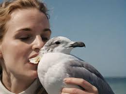 Can You Eat Seagulls?