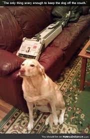 Pin By Gotgr8hounds On Smile File Funny Animal Pictures Funny Animals Dog Shaming