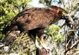 We have a self guided tour through our resident birds, each with its own history of how they came to be at the centre. Raptors Of The Eastern Cape South Africa May 2014 As Winter Comes Hubpages