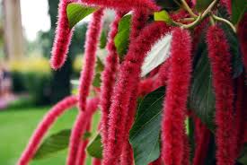 Image result for Acalypha fimbriata