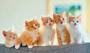Buyumeyen Kedi Cinsleri Ansiklopedik Bilgiler