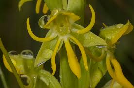 Image result for Habenaria insolita