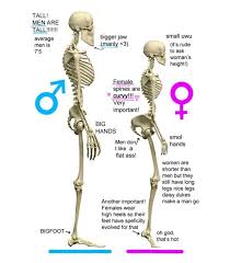 The joints don't move up or down. Male Vs Female Anatomy Badwomensanatomy